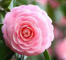 Camellia kineski: raste kod kuće