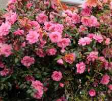 Vrt Camellia - sadnja i njegu. Camellia: sadnja, reprodukcija, skrb, ocjene i fotografije