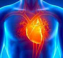 Ljudske srčane komore: opis, struktura, funkcije i vrste