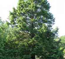 Kanadski bor je zimzeleno crnogorično drvo s ravnim iglama. Tsuga kanadski
