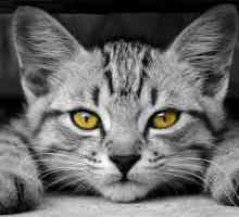 `Kanikvantel` za mačke: indikacije, upute za uporabu, recenzije