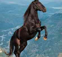 Karachai pasmina konja: opis i fotografija