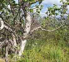 Karelovita breza - nevjerojatna tekstura drva