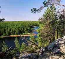 Karelovske šume: opis, priroda, stabla i zanimljive činjenice