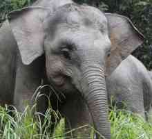 Patuljasti slon: fotografija, dimenzije. Patuljasti slon kod kuće