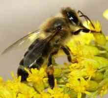 Karpatske pčele: recenzije, fotografije, karakteristike