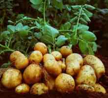 Krumpir Elizabeth: opis sorte i mišljenja potrošača