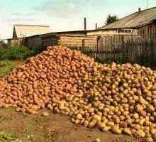 Krumpir `lasunok`: opis sorte, fotografije, uzgoj, pregled