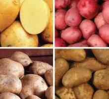 Krumpir sjemena: sorte (karakteristike i opis)