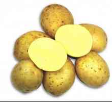 Krumpir Zekura: opis sorte, recenzije
