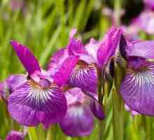 Kasatik - cvijet kojeg vole mnogi vrtlari
