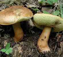 Gljiva kestena: izgled i osobine fotografija