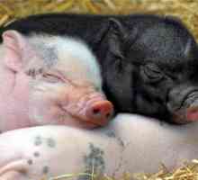 Castration of piglets: putevi, oprema, savjeti
