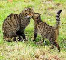 Kavkavska šumska mačka: kratak opis