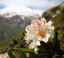 Kavkazni rododendron: opis, sadnju i njegu