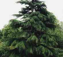 Cedar de Himalayan (Cedrus deodara): opis
