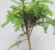 Cypress - crnogorično drvo koje može rasti u domu