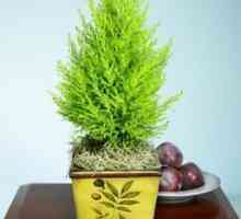 Cypress: briga o biljci kod kuće