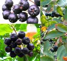 Cotoneaster s crnim kapom: opis i korisna svojstva