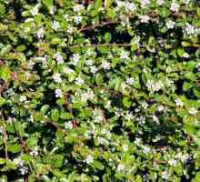 Dummerov cotoneaster: fotografije, sadnja i njegu