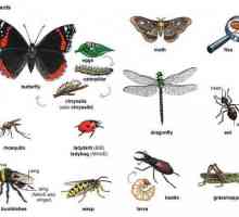 Klasa insekti: primjeri, vrste, značajke