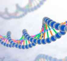 Razvrstavanje gena - strukturno i funkcionalno