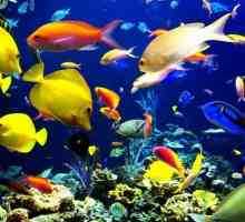 Razvrstavanje ribe: osnove taksonomije i primjeri