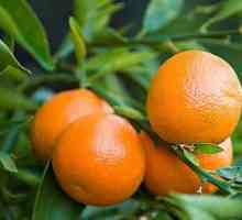 Clementine je ... Što su klementini različiti od mandarina?