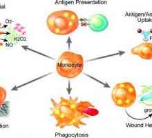 U ćelijama makrofaga. Što je to i koje funkcije imaju?