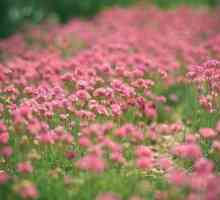 Clover pink: ljekovita svojstva i metode berbe korisne biljke