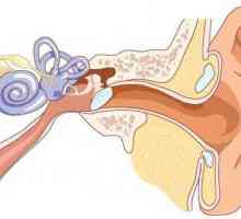 Klinička anatomija ušiju. Struktura ljudskog uha