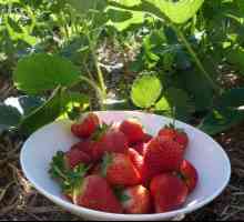 Jantarna marmelada: sadnja i uzgoj