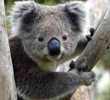Koala - marsupijski i bespomoćni medvjed
