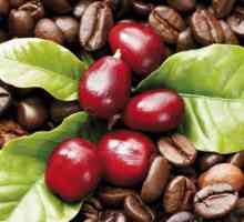 Kava s pjenom: recepti. Kako pripremiti kavu u puretinu na tanjuru