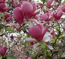 Kada magnolija cvjeta u Sočiju? Odgovaramo na pitanje cvjetnih uzgajivača
