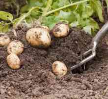 Kada i kako brzo iskopati krumpir - učinkovite načine i preporuke