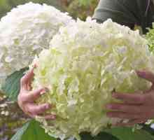 Kada treba replantirati hortenzije: jesen ili u proljeće?