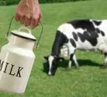 Kada može kravu dati mlijeko? Mišljenja stručnjaka i mišljenja roditelja