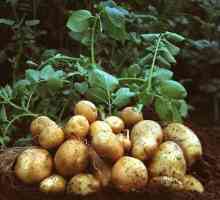 Prilikom sadnje krumpira u predgrađima - a ne zadnje pitanje koje se brine za iskusne…