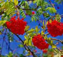Kada skupljaš crveni ashberry? Skladištenje crvenog planinskog pepela u kući