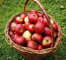 Kada prikupiti jabuke za pohranu? Kada prikupiti ljetne i zimske sorte