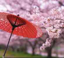 Kada u Japanu cvate trešnja? Sakura razdoblje cvjetanja, fotografija
