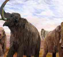 Kada su mamuti izumrli? Povijest svijeta