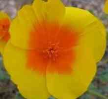 Kada biljka žarulja od tulipana: savjeti za vrtlare