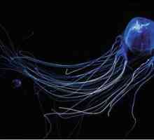 Koga Australci nazivaju pomorcima? Posebno opasna meduza australskih voda