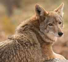 Coyote - livada vuk, koji živi u Americi