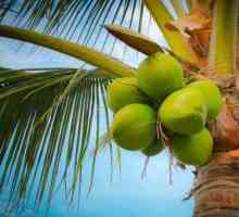 Kokosov supstrat u briketi: kako koristiti, recenzije