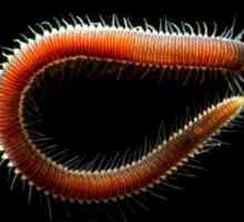 Ringworms: opća karakteristika tipa