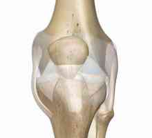 Zglob koljena je anatomija. Anatomija donjih udova osobe, slike