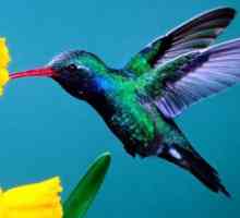 Hummingbirds, ptica. Najmanju pticu na svijetu: opis, fotografija i cijena